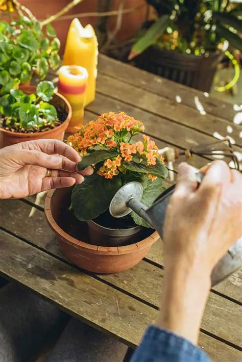 How to Get Kalanchoe to Bloom - Garden Lovers Club