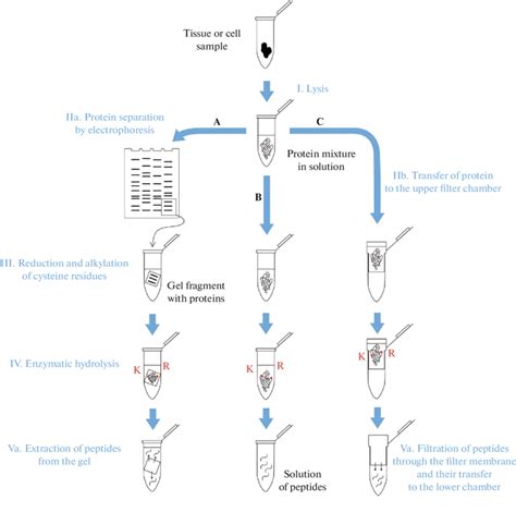 The Main Ways Of Sample Preparation For Mass Spectrometric Proteomic