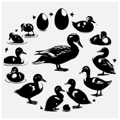 El Ciclo De Vida Del Pato Con T Tulos Ilustraci N De Acciones Vector