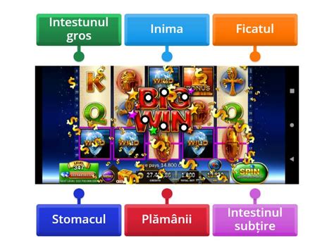 Corpul Uman Labelled Diagram