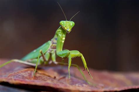 Insetos Com A Letra L - Confira a lista de animais com a letra L | Blog da Cobasi