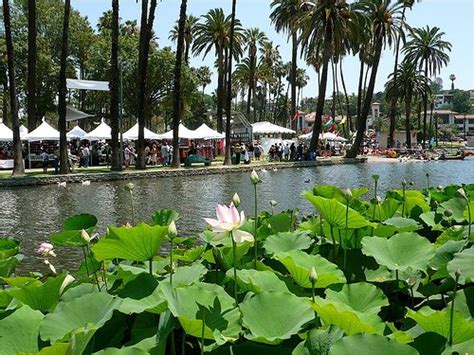 Echo Park Lake Lotus Flowers | 43rd Lotus Festival in Echo Park