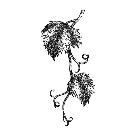 grape vine leaf sketch hand drawn vector 25446951 Vector Art at Vecteezy