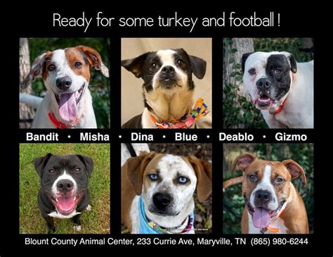 ADOPT A NEW BEST FRIEND! Blount County Animal Shelter... TENNESSEE ...