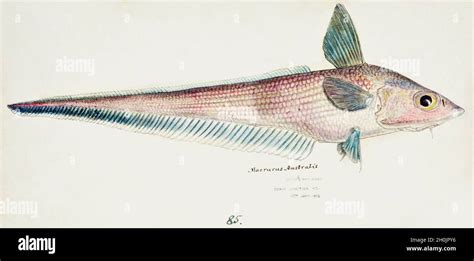 Frank Edward Clarke Vintage Fish Illustration Macrurus Australis