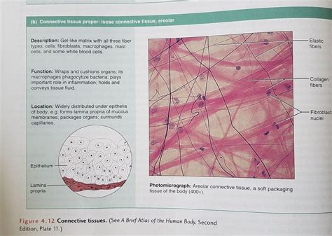 Function of areolar connective tissue