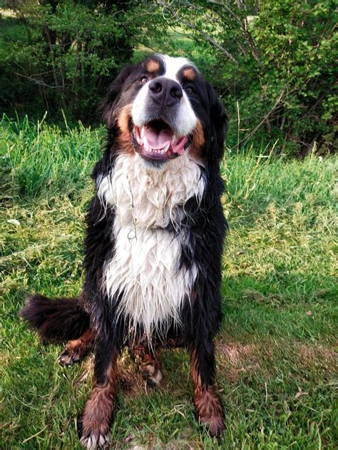 Pacco Berner Sennenhund Rüde 2 Jahre Frankreich Berner