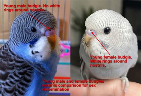 Male Or Female How To Tell The Sex Of The Budgie Photos Step By Step Budgie Gender