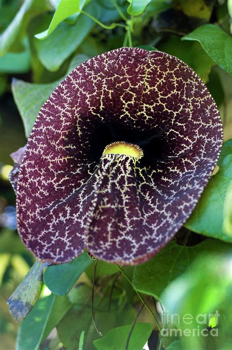 Calico Flower Aristolochia Littoralis Photograph By Lawrence Lawry