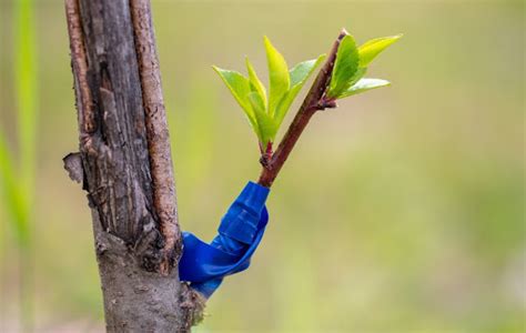 Aprenda a como fazer enxerto nas plantas frutíferas Summit Agro