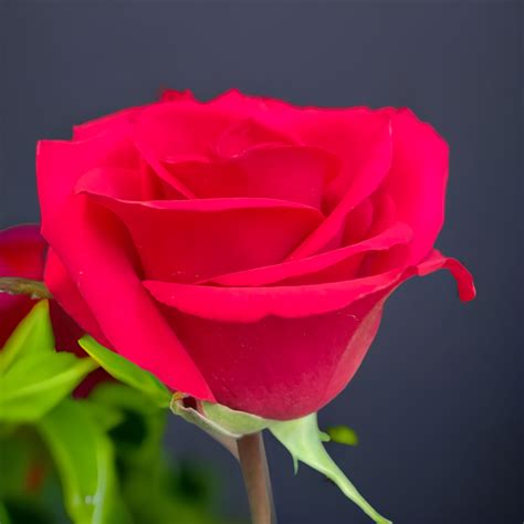 Pink Floyd - Rosenbörse