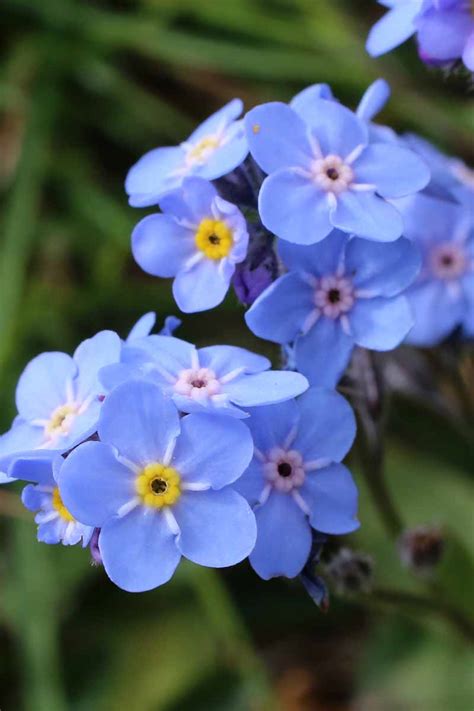 White Forget Me Not Flowers Meaning Best Flower Site