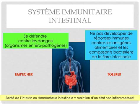 Lintestin notre 2ème cerveau ppt télécharger