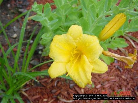 Plantfiles Pictures Daylily Stella De Oro Hemerocallis By Poppysue