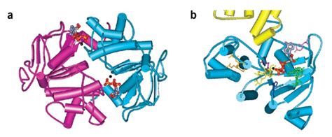 Structure Of The Nbds Of Abc Transporters A The Nbd Closed Dimer