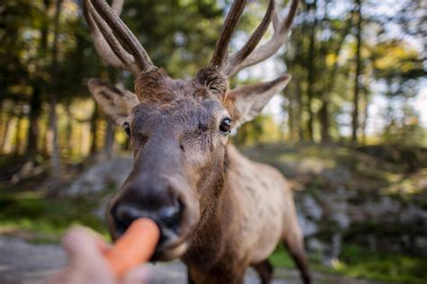 Visiter le Parc Oméga et dormir avec les loups Imagine Canada