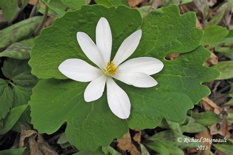 Sanguinaire Du Canada Bloodroot Sanguinaria Canadensis 7m13 Photo