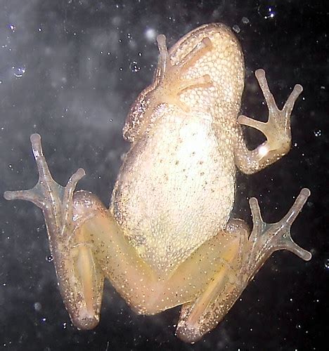 Spring Peeper Stuck To Glass Native Tree Frog Stuck Clingi Flickr