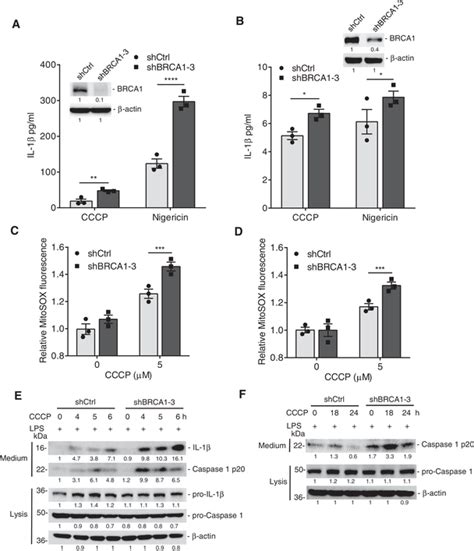 BRCA1 Is Required For Stressinduced Mitophagy A Top Pathways From