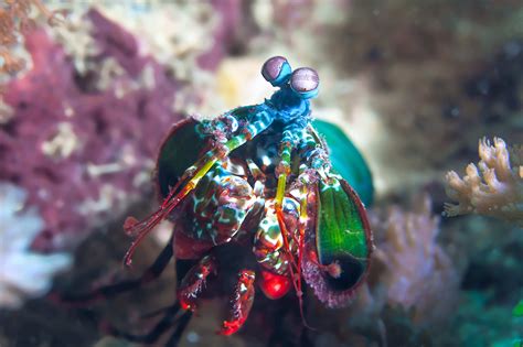 Mantis Shrimp Wallpapers Images Photos Pictures Backgrounds