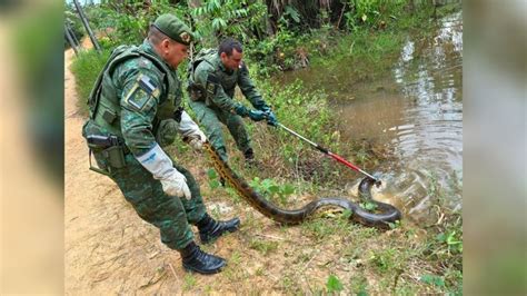 Sucuri de 5 metros é flagrada no Passeio do Mindu em Manaus veja vídeo