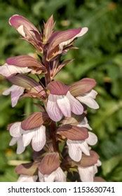 104 Acanthus Hungaricus Images Stock Photos Vectors Shutterstock