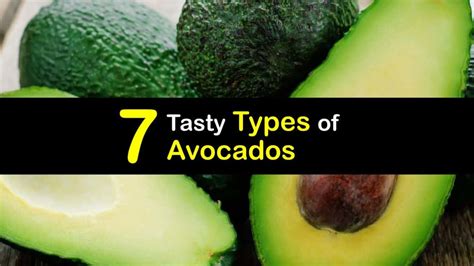 Common Avocado Varieties Choosing Different Avocado Types