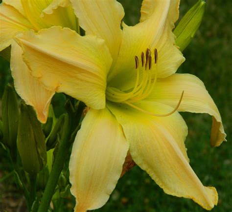 Roth Daylily Farm - MR OBVIOUS