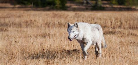 Wolves Return To California But For How Long