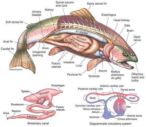 Anatomi Ikan Mujair