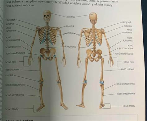 Fiszki Budowa I Funkcje Szkieletu 3 2 Quizlet