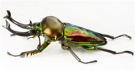 Rainbow Stag Beetle Nature S Spectacular Masterpiece What S That Bug