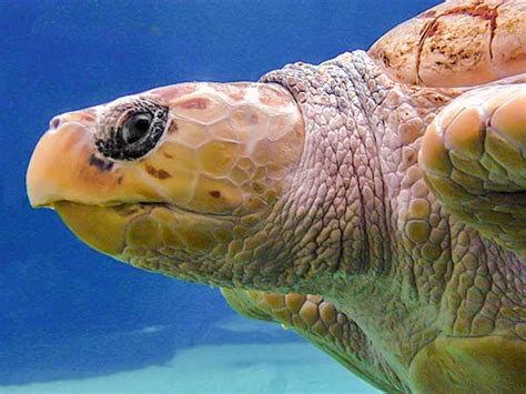 The Turtle | Rich Green Photography