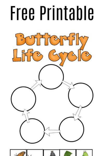 Free Printable Butterfly Life Cycle Worksheet For Kids