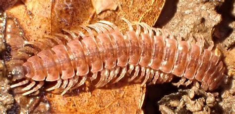 Millipede Pseudopolydesmus Bugguidenet