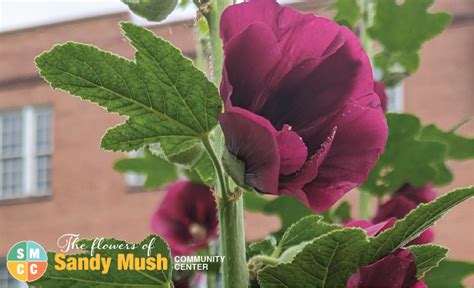 Flowers & Plants of SMCC Garden – Sandy Mush Community Center