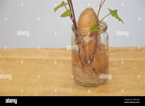 Sweet Potato Growing In Water Ipomoea Batatas Concept For Care New