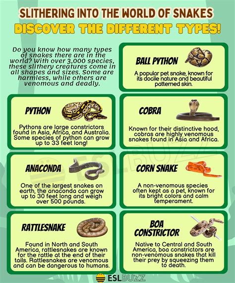 Types of Snakes: Snake Types and Their Characteristics - ESLBUZZ