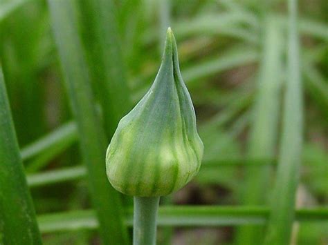 Plantfiles Pictures Allium Species Canadian Garlic Meadow Garlic