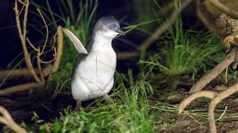 A Guide To Melbourne Australias Little Penguins Part 2