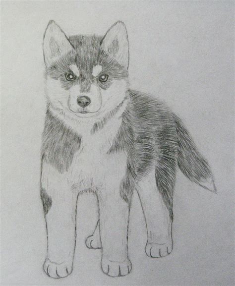 Easy Husky Sketch At Explore Collection Of Easy