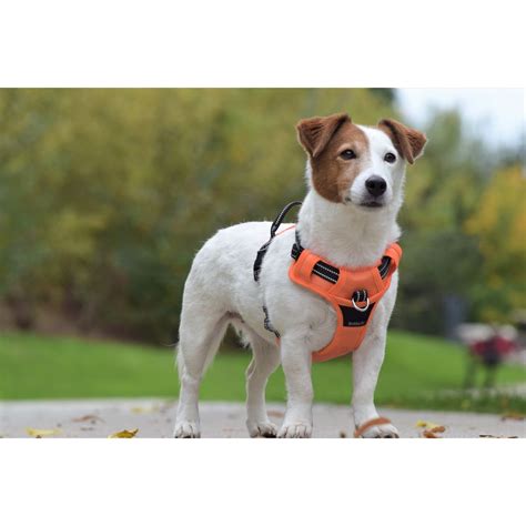 HARNAIS RANDO WALK Chiens Bobby Accessoires Pour Chien Et Chat