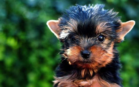 Yorkie Pomeranian Mix The Wonderful Yoranian Hubpages