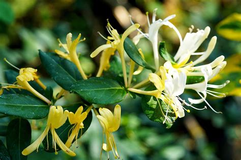 Japanisches Gei Blatt Lonicera Japonica Hall S Prolific