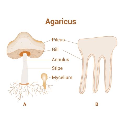 Premium Vector Agaricus Mushroom Structure Anatomy Labeled Biology