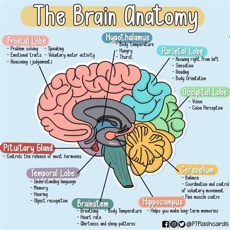 Why The Brain Never Truly Sleeps Discussing The Neuroscience