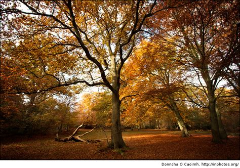 Autumn Trees