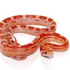 Corn Snake Care Sheet - Pastimes Reptile Store