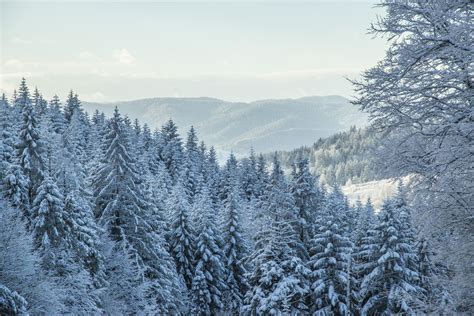 Free Images Tree Forest Wilderness Branch Frost Mountain Range