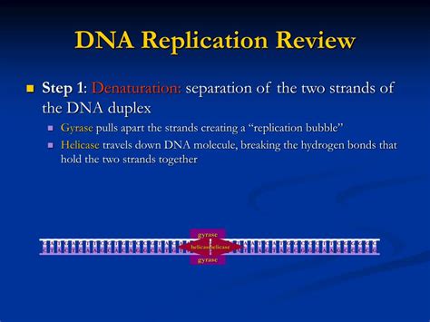 Ppt Dna Sequencing Powerpoint Presentation Free Download Id2714772